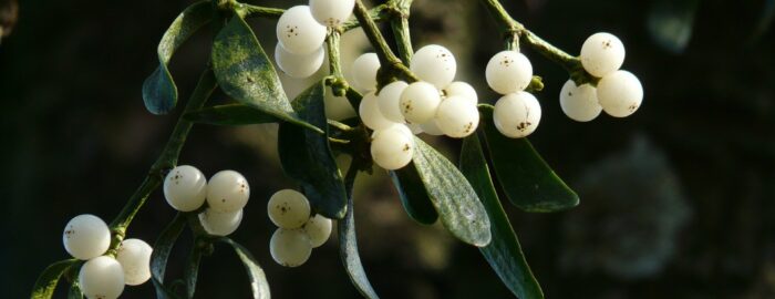 A Kiss from the&nbsp;Divine